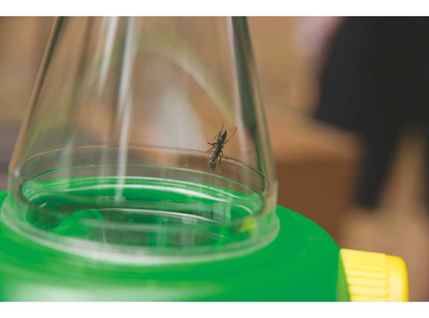 VELIKO POVEĆALO-HVATALJKA ZA INSEKTE
