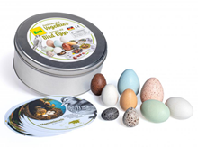 ISTRAŽI PRIRODU: PTIČJA JAJA