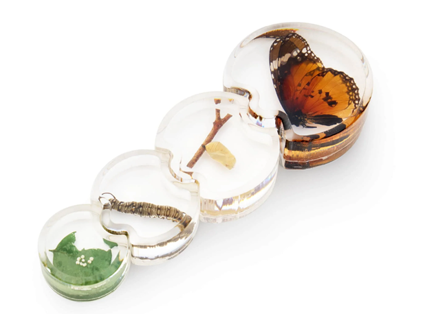 AKRILNA SLAGALICA RAZVOJ LEPTIRA