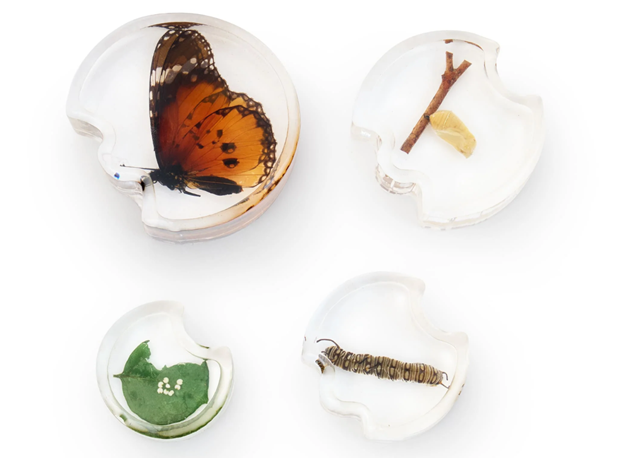 AKRILNA SLAGALICA RAZVOJ LEPTIRA