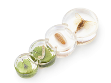 AKRILNA SLAGALICA RAZVOJ NOĆNOG LEPTIRA