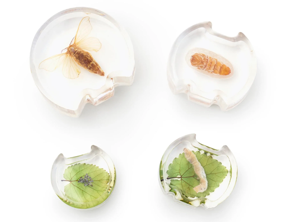 AKRILNA SLAGALICA RAZVOJ NOĆNOG LEPTIRA