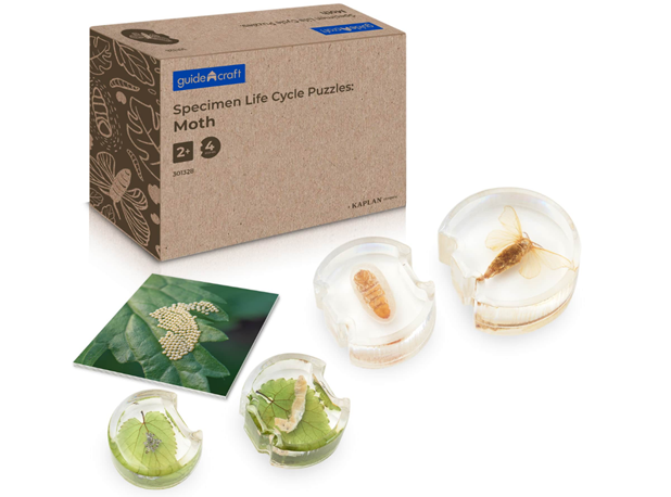 AKRILNA SLAGALICA RAZVOJ NOĆNOG LEPTIRA