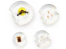 AKRILNA SLAGALICA RAZVOJ PČELE