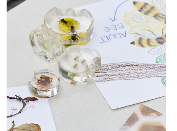 AKRILNA SLAGALICA RAZVOJ PČELE