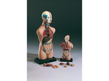 MODEL - TORZO