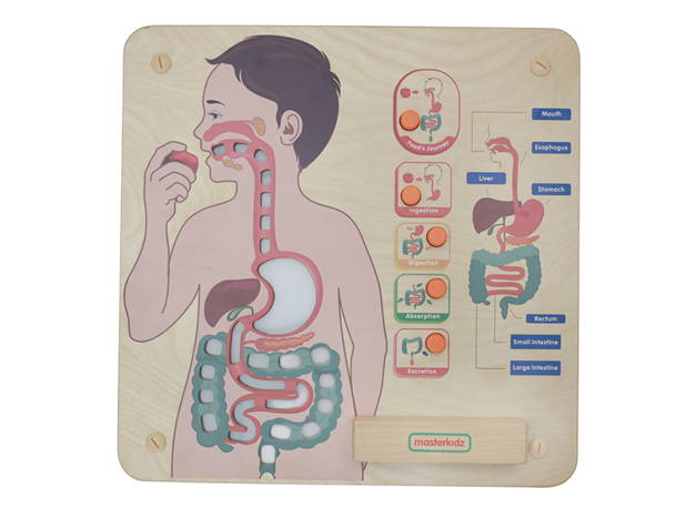 INTERAKTIVNA PLOČA - PROBAVNI SUSTAV